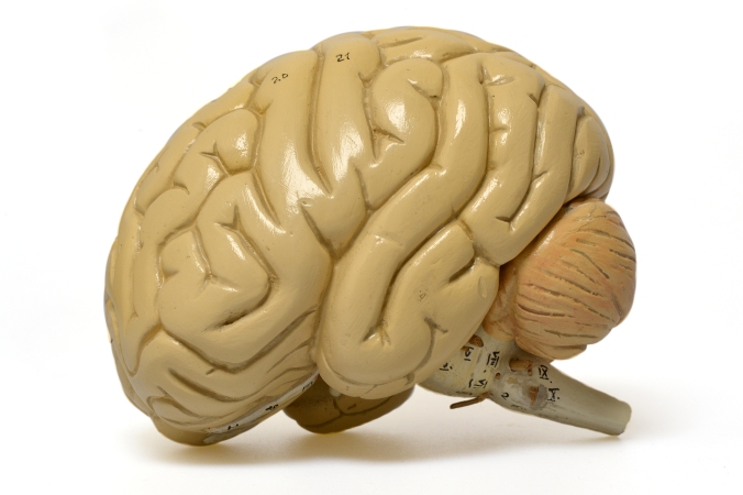 Teaching model of a brain taken along with a selection of objects from the collection to Manchester Town Hall for the Manchester Day Brain Box event, June 2016